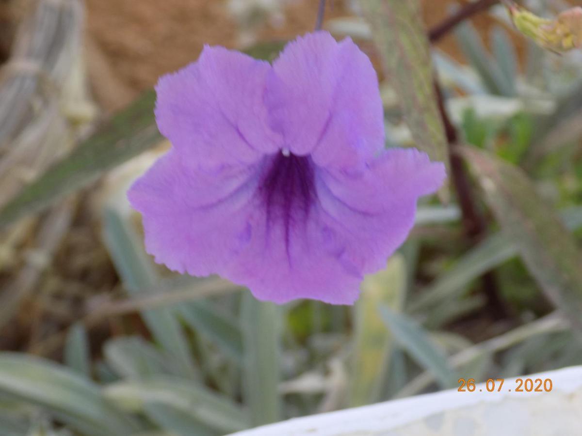 Dar Mamina Bed and Breakfast Sidi ash Shammakh Buitenkant foto